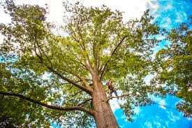 Best Tree Risk Assessment  in Chelsea, OK