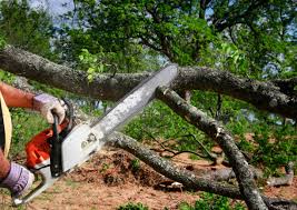 Best Tree Risk Assessment  in Chelsea, OK