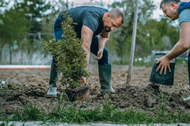 Best Arborist Consultation Services  in Chelsea, OK