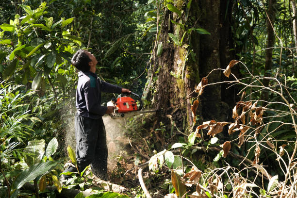 Trusted Chelsea, OK Tree Services Experts