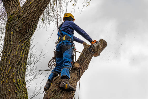 Best Emergency Tree Removal  in Chelsea, OK