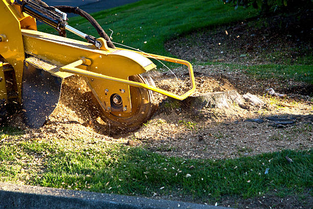 Best Stump Grinding and Removal  in Chelsea, OK