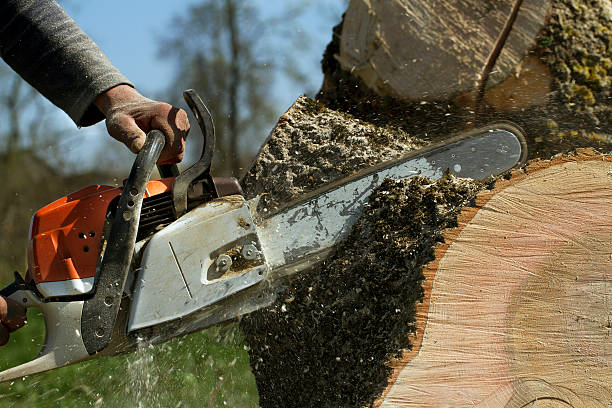 Best Tree Preservation Services  in Chelsea, OK